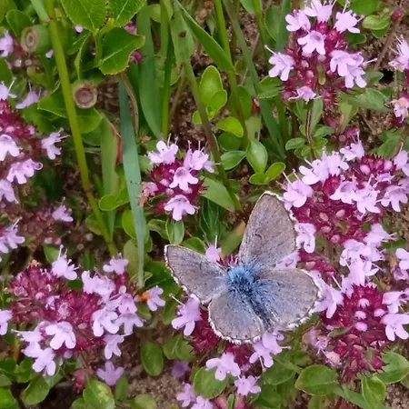 Girs'kyy Podorozhnyk