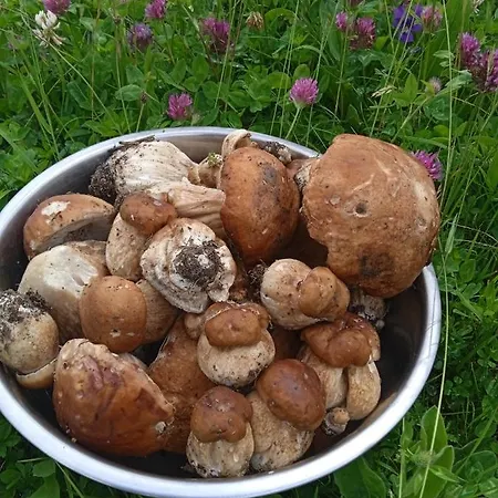 Girs'kyy Podorozhnyk Privatunterkunft *