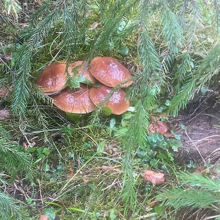 Girs'kyy Podorozhnyk Privatunterkunft Jablunyzja