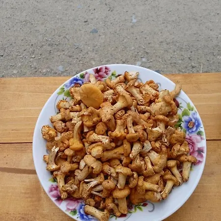 Kwatera prywatna Girs'kyy Podorozhnyk Jabłonica