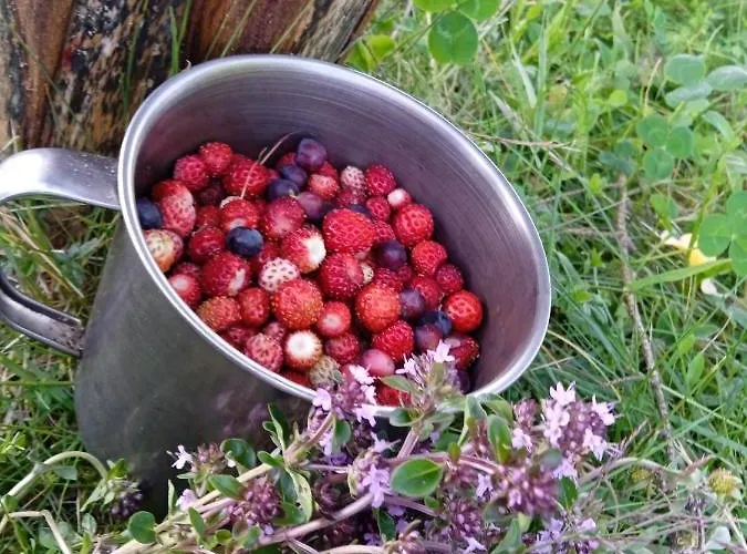 Girs'kyy Podorozhnyk Pansiyon Yablunytsia