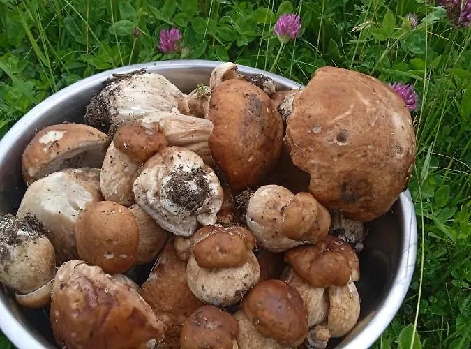 Girs'kyy Podorozhnyk Pansiyon *