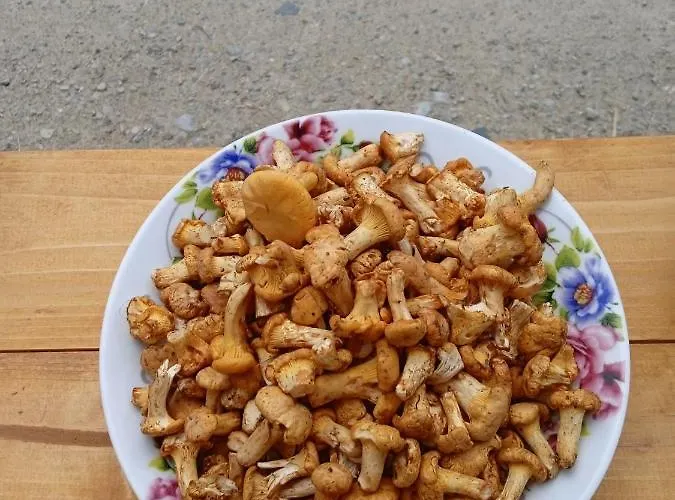 Pansiyon Girs'kyy Podorozhnyk Yablunytsia